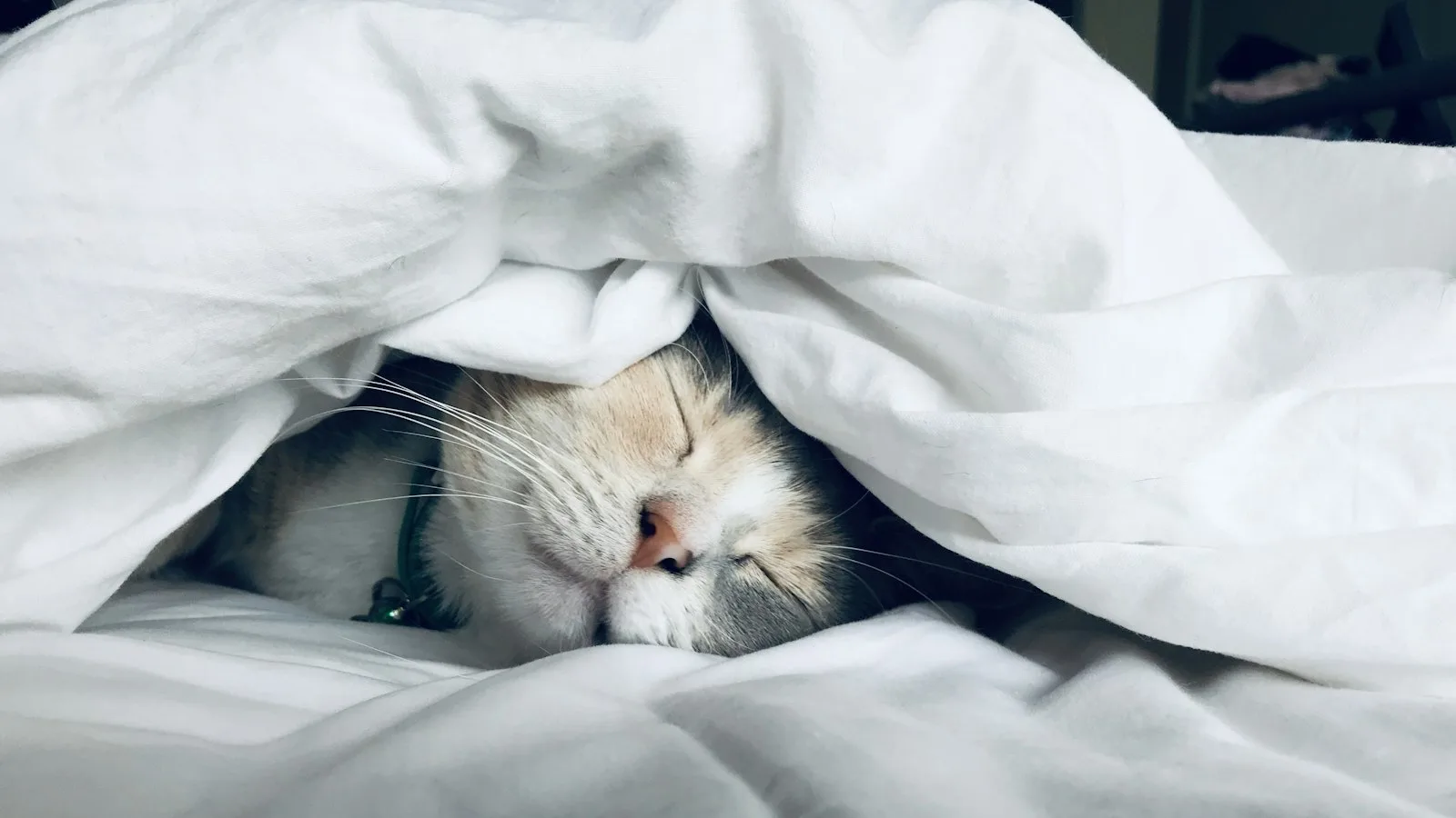The Science of Deep Sleep: How to Fix Your Circadian Rhythm & Wake Up Energized Every Morning
